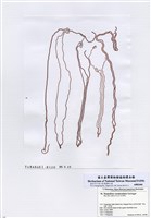 藏品(蟲狀海索麵)的圖片